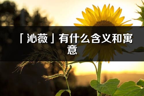 「沁薇」有什么含義和寓意_沁薇名字的出處與意思