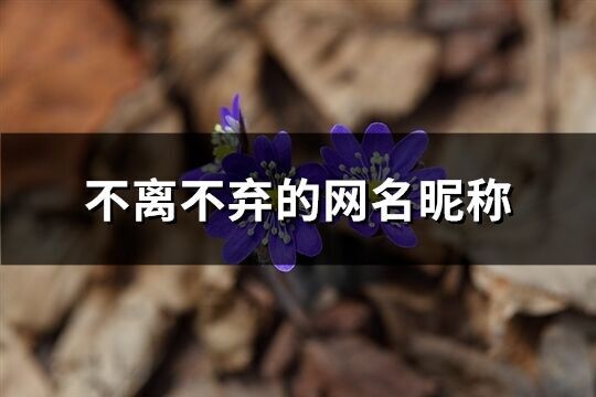 不離不棄的網名昵稱(精選238個)