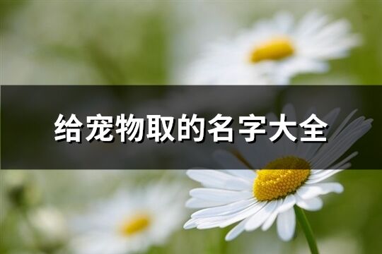 給寵物取的名字大全(精選212個)