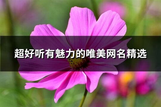 超好聽有魅力的唯美網名精選(優選525個)