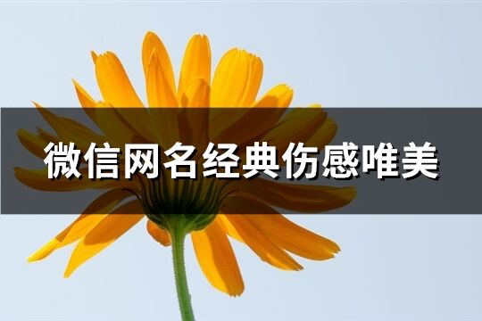 微信網(wǎng)名經(jīng)典傷感唯美(精選372個)