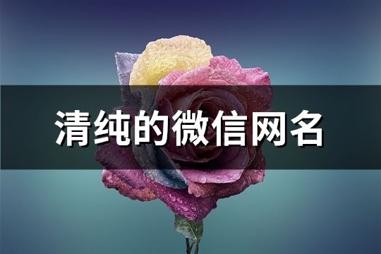 清純的微信網名(精選1329個)